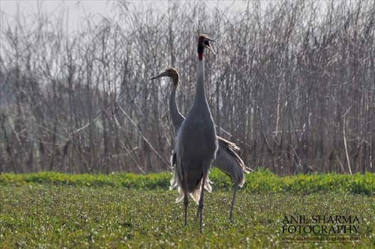 Birds- Sarus Crane (Grus Antigone) - Mom Sarus Crane Grus Antigone (Linnaeus) with her chick, in an agricultural field at Dhanauri wetland, Greater Noida, Uttar Pradesh, India.