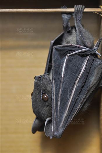 Indian Fruit Bats (Pteropus giganteus) Noida, Uttar Pradesh, India- January 19, 2017: Side pose of an Indian fruit bat photographed in a captive situation in its typical roosting grooming poses while hanging upside down from a limb at Noida, Uttar Pradesh