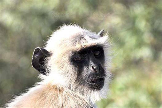 Close-up of a baby black footed Gray Langur (Semnopithecus hypoleucos) sitting on a tree branch at Bhopal, Madhya Pradesh, India.