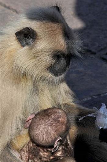 A black footed mother Gray Langur (Semnopithecus hypoleucos) holding her newly born baby at Bhopal, Madhya Pradesh, India.
