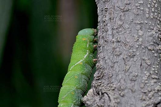 Noida, Uttar Pradesh, India- July 27, 2016: A big green caterpillar on a tree branch at Noida, Uttar Pradesh, India.