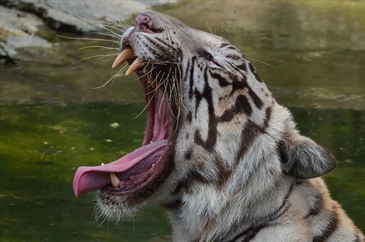 White Tiger, New Delhi, India- June 20, 2018: A White Tiger (Panthera tigris) in furious mood showing his teeth at New Delhi, India.