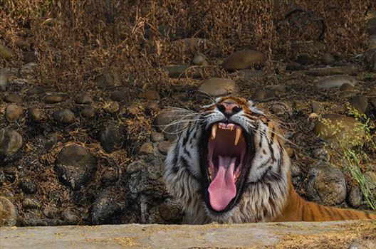 Royal Bengal Tiger, New Delhi, India- April 3, 2018: A Royal Bengal Tiger (Panthera tigris Tigris) sitting in a waterhole showing its canines at New Delhi, India.