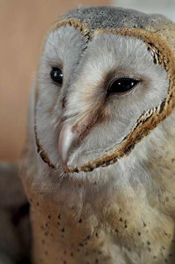 A close up portrait of Barn Owl Tyto Alba (Scopoli) watching at left showing eyes and beak, Noida, Uttar Pradesh, India.
