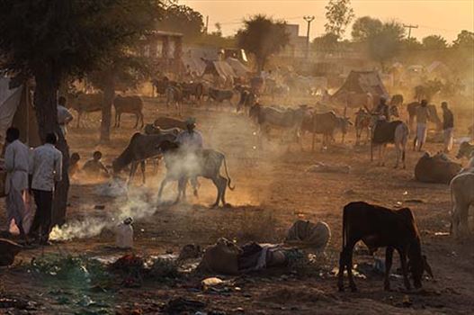 Nagaur, Rajasthan, India- Febuary 10, 2011: Dust and smoke evening, farmers with their families cattles and bullcarts at the Nagaur cattle fair, Nagaur, Rajasthan (India).
