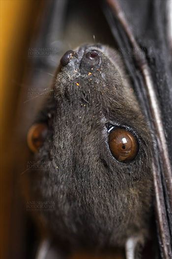 Wildlife- Indian Fruit Bat (Petrous giganteus) - Indian Fruit Bats (Pteropus giganteus) Noida, Uttar Pradesh, India- January 19, 2017: Close-up of an Indian fruit bat hanging upside down showing face detail at Noida, Uttar Pradesh, India.