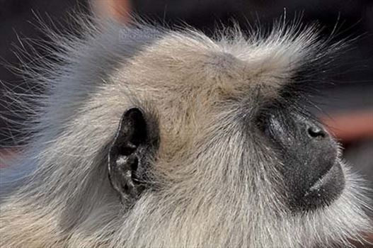 Close-up of a male black footed Gray Langur (Semnopithecus hypoleucos) sitting on a tree  branch at Bhopal, Madhya Pradesh, India.