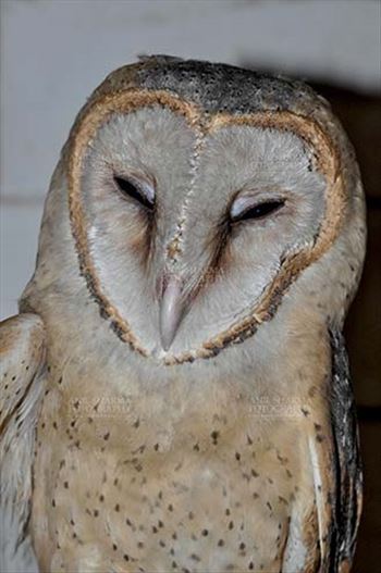 Barn Owl Tyto Alba (Scopoli) close up portrait, showing eyes and beak, Noida, Uttar Pradesh, India.