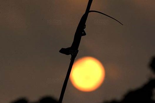 Noida, Uttar Pradesh, India- July 30, 2014: Oriental Garden Lizard or Eastern Garden Lizard (Calotes versicolor) on a wire enjoying sunset scene at Noida, Uttar Pradesh, India.