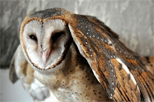 Barn Owl  Tyto Alba (Scopoli) a heart shaped face buff back and wings, pure white under parts at Noida, Uttar Pradesh, India