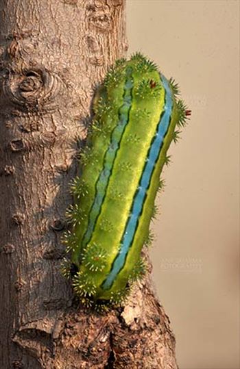 Noida, Uttar Pradesh, India- December 29, 2013: A Green-blue color Caterpillar on a tree branch in a garden at Noida, Uttar Pradesh, India.