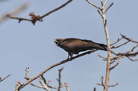 Birds-  Black Kite Milvus migrans (Boddaert) - Papa Black Kite in attacking mood.