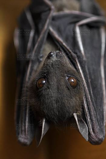 Indian Fruit Bats (Pteropus giganteus) Noida, Uttar Pradesh, India- January 19, 2017: An Indian fruit bat hangs with wings folded at Noida, Uttar Pradesh, India.