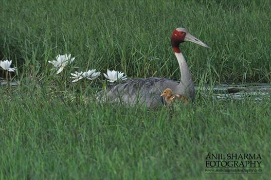 Mom Sarus Crane, Grus Antigone (Linnaeus) with her chick at Greater Noida, Uttar Pradesh, India.