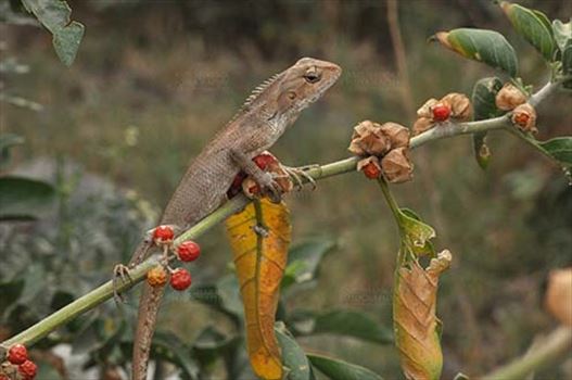 Noida, Uttar Pradesh, India- May 17, 2011: Oriental Garden Lizard, Eastern Garden Lizard or Changeable Lizard (Calotes versicolor) crawling through a hedge, Noida, Uttar Pradesh, India.