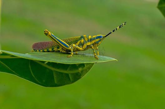 Close-up of an Indian Painted Grasshopper, Poekilocerus Pictus, sitting on a milkweed leave at Noida, Uttar Pradesh, India.