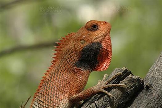 Noida, Uttar Pradesh, India- April 22, 2010: Oriental Garden Lizard, or Changeable Lizard (Calotes versicolor) in breeding color.