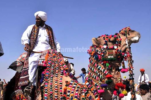 Decorated camel for best decorated camel competition at jaisalmer desert fair.