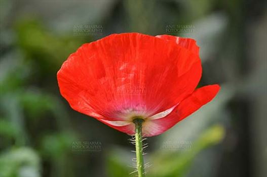 Beautiful Red Color Poppy (Papaver oideae) flower with green color background blooming in a garden at Noida, Uttar Pradesh, India.
