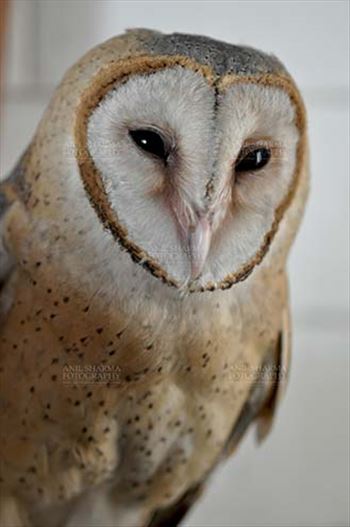 Barn Owl Tyto Alba (Scopoli) close up portrait, Noida, Uttar Pradesh, India.