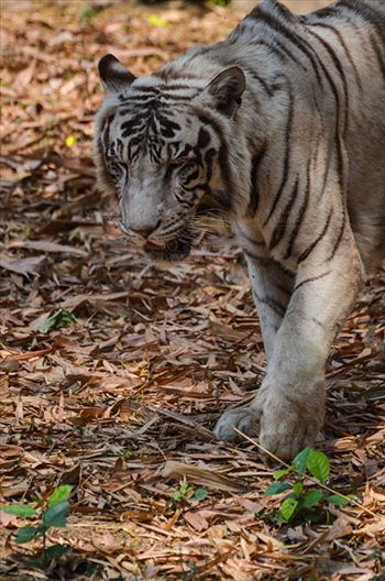 Wildlife- White Tiger (Panthera Tigris) - White Tiger, New Delhi, India- April 8, 2018: A White Tiger (Panthera tigris) roaming at New Delhi, India.