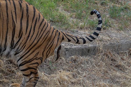 Royal Bengal Tiger, New Delhi, India- April 5, 2018: A Royal Bengal Tiger (Panthera tigris Tigris) feces at New Delhi, India.