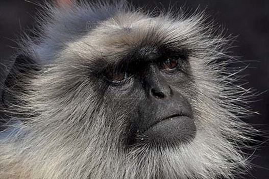 Close-up of an old black footed Gray or common Langur (Semnopithecus hypoleucos) sitting on a branch at Bhopal, Madhya Pradesh, India.