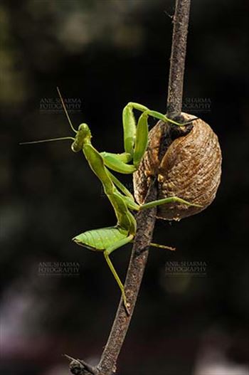 A Praying Mantis,  Mantodea (or mantises, mantes) with ootheca the protective capsule with the eggs on a tree branch at Noida, Uttar Pradesh, India.