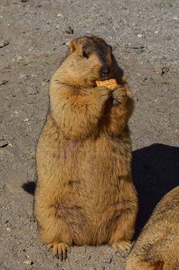The Himalayan Marmot enjoying biscute.