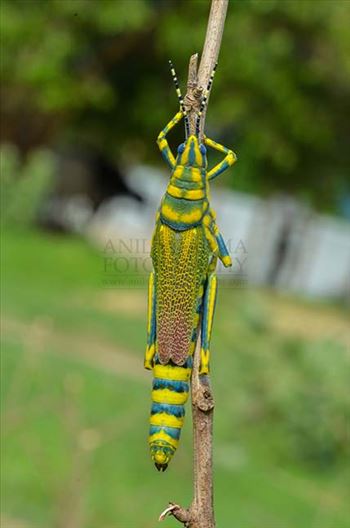 An Indian Painted Grasshopper, Poekilocerus Pictus, on a tree branch at Noida, Uttar Pradesh, India.