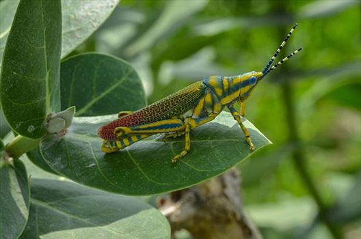 An Indian Painted Grasshopper, Poekilocerus Pictus, sitting on a milkweed plant at Noida, Uttar Pradesh, India.