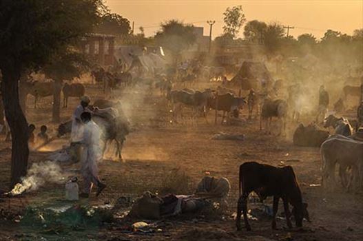 Fairs- Nagaur Cattle Fair (Rajasthan) - Nagaur, Rajasthan, India- Febuary 10, 2011: Dust and smoke evening, farmers with their families cattles and bullcarts at the Nagaur cattle fair, Nagaur, Rajasthan (India).