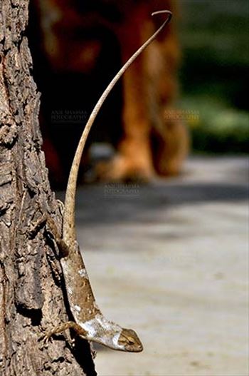 Noida, Uttar Pradesh, India- May 25, 2012: The long tail Oriental Garden Lizard or Eastern Garden Lizard (Calotes versicolor) in a garden at Noida, Uttar Pradesh, India.