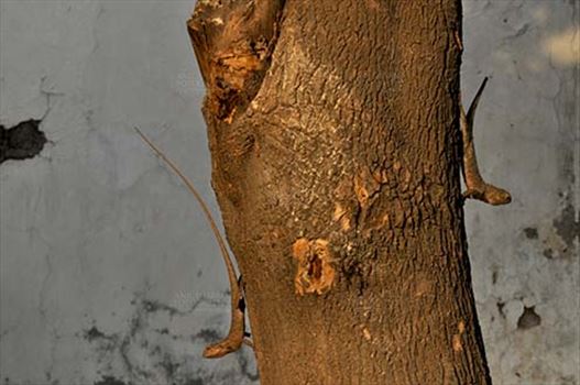 Noida, Uttar Pradesh, India- June 26, 2016: Oriental Garden Lizard, Eastern Garden Lizard or (Calotes versicolor) two adult Garden Lizard resting on a tree trunk in a garden at Noida, Uttar Pradesh, India.