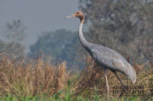 A young Sarus Crane, Grus Antigone (Linnaeus) in an agricultural field at Dhanauri wetland, Greater Noida, Uttar Pradesh, India.