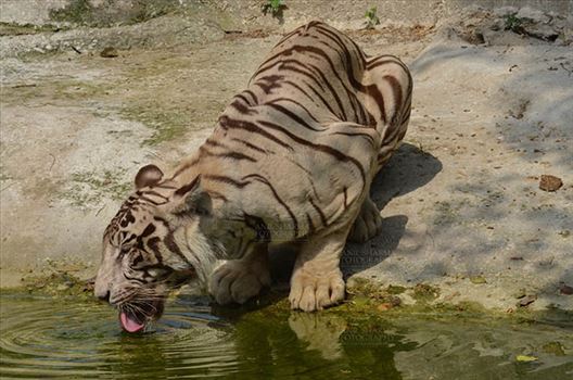 White Tiger, New Delhi, India- June 20, 2018: A White Tiger (Panthera tigris) drinking water at New Delhi, India.