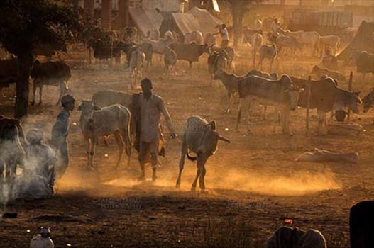 Nagaur, Rajasthan, India- Febuary 10, 2011: Smoke and Dusty evening, a buyer with cow and cattles in the background at Nagaur cattle fair, Nagaur, Rajasthan (India).