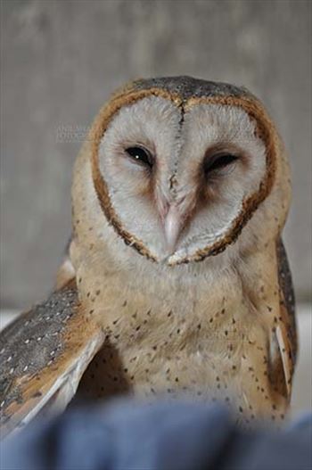 Barn Owl Tyto Alba (Scopoli) showing eyes and beak, Noida, Uttar Pradesh, India.