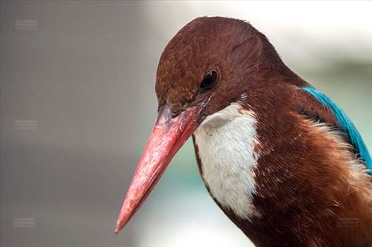 The white-throated kingfisher (Halcyon smyrnensis)is a brilliant turquoise-blue kingfisher with deep chocolate-brown head, neck a