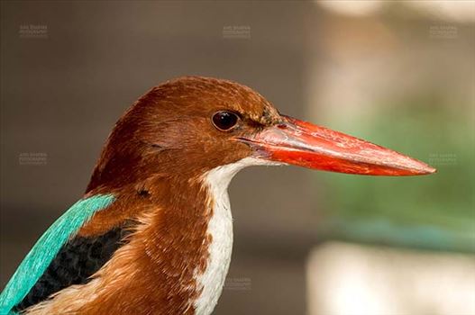 Side pose of a White Breasted Kingfisher, Halcyon smyrnensis (Linnaeus) with long red beak looking right side at  Noida, Uttar Pradesh, India.