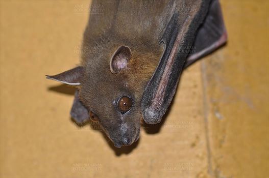 Indian Fruit Bat (Pteropus giganteus) Noida, Uttar Pradesh, India- January 19, 2017: An Indian fruit bat hanging in a room taking rest at Noida, Uttar Pradesh, India.