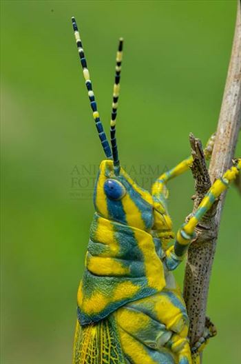 Close-up of an Indian Painted Grasshopper, Poekilocerus Pictus, at Noida, Uttar Pradesh, India.