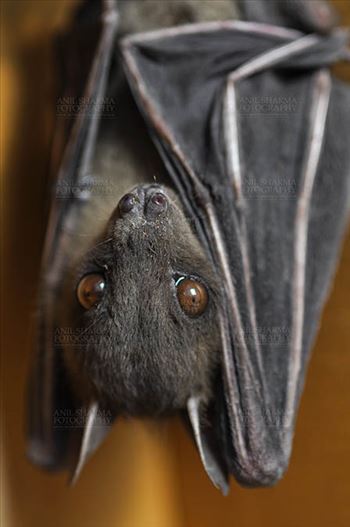 Indian Fruit Bats (Pteropus giganteus) Noida, Uttar Pradesh, India- January 19, 2017: Close-up of an Indian fruit bat hanging upside down showing face detail at Noida, Uttar Pradesh, India.