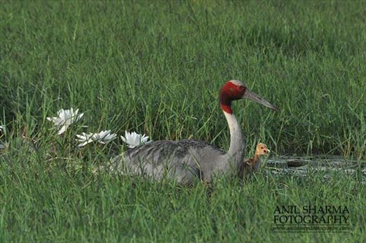 Birds- Sarus Crane (Grus Antigone) - Mom Sarus Crane, Grus Antigone (Linnaeus) with her chick at Greater Noida, Uttar Pradesh, India.