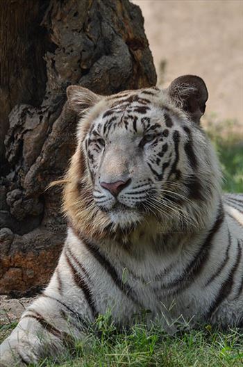 White Tiger, New Delhi, India- April 3, 2018: Portrait of a White Tiger (Panthera tigris) resting against a tree at New Delhi, India.