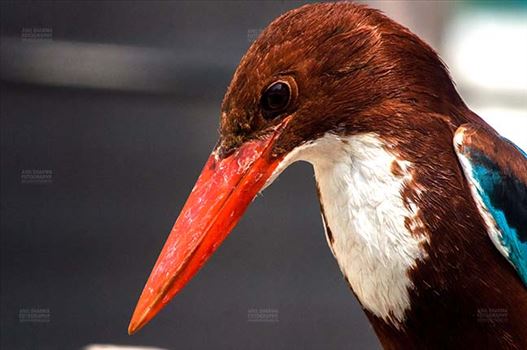 Close-up of an adult White Breasted Kingfisher, Halcyon smyrnensis (Linnaeus) with long red color beak looking down side at Noida, Uttar Pradesh, India.