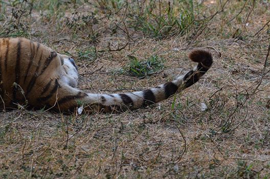 Royal Bengal Tiger, New Delhi, India- April 2, 2018: Tail of a Royal Bengal Tiger (Panthera tigris Tigris) lying on the ground at New Delhi, India.