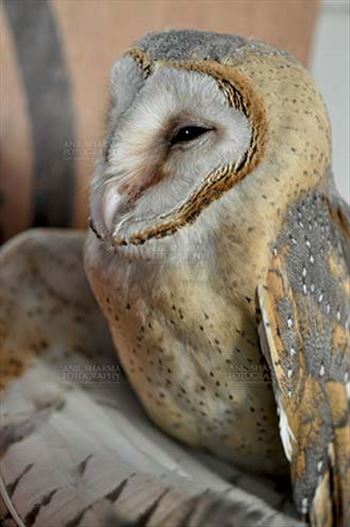 Close up portrait of Barn Owl Tyto Alba (Scopoli) watching at right, Noida, Uttar Pradesh, India.