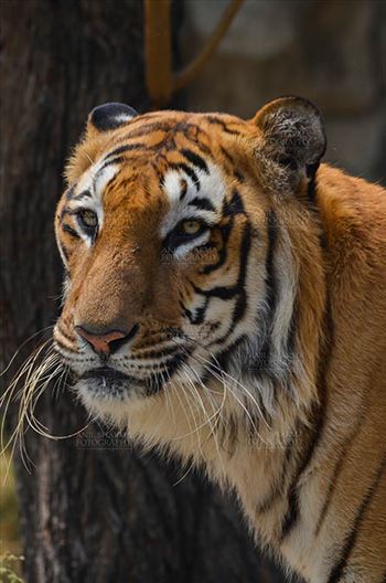 Royal Bengal Tiger, New Delhi, India- April 3, 2018: Portrait of A Royal Bengal Tiger (Panthera tigris Tigris) at New Delhi, India.