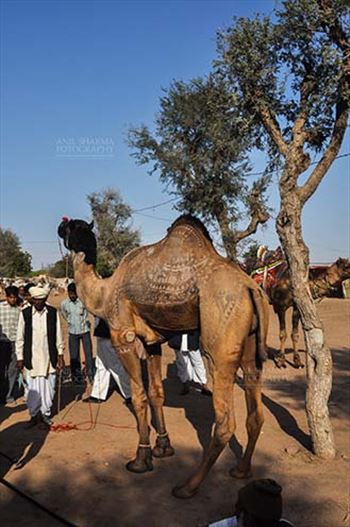 Nagaur, Rajasthan, India- Febuary 10, 2011: A young camel with owner and buyers at Nagaur Cattle fair, Nagaur, Rajasthan, India